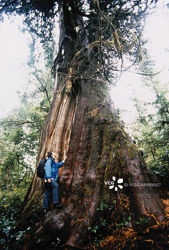 在1200年古树旁的女人图片素材