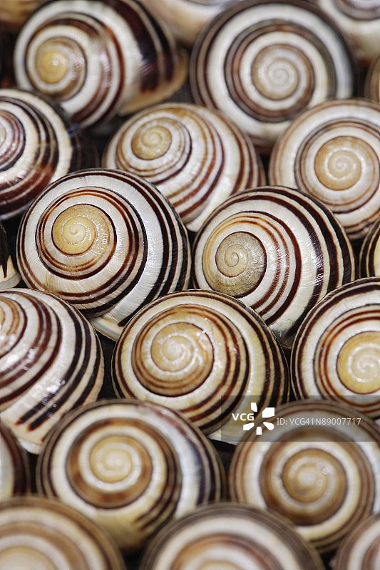 蜗牛壳图片素材