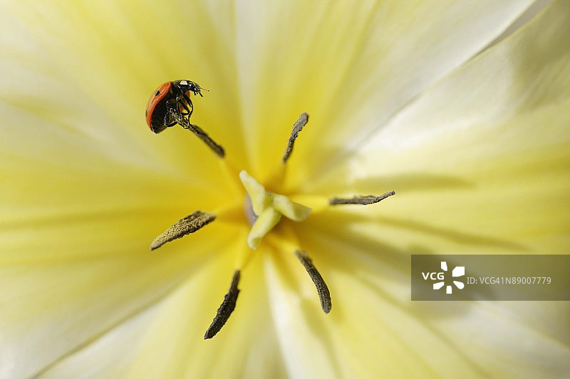 花上的瓢虫特写图片素材