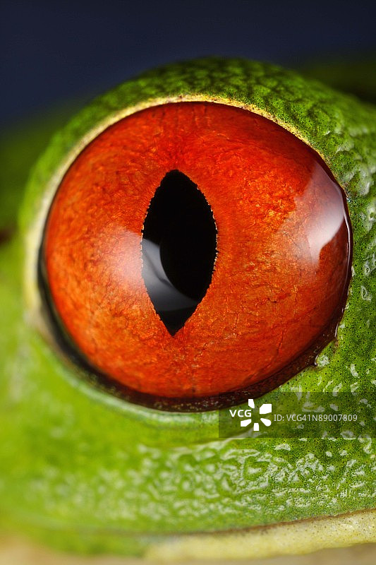 红色眼睛树蛙特写图片素材