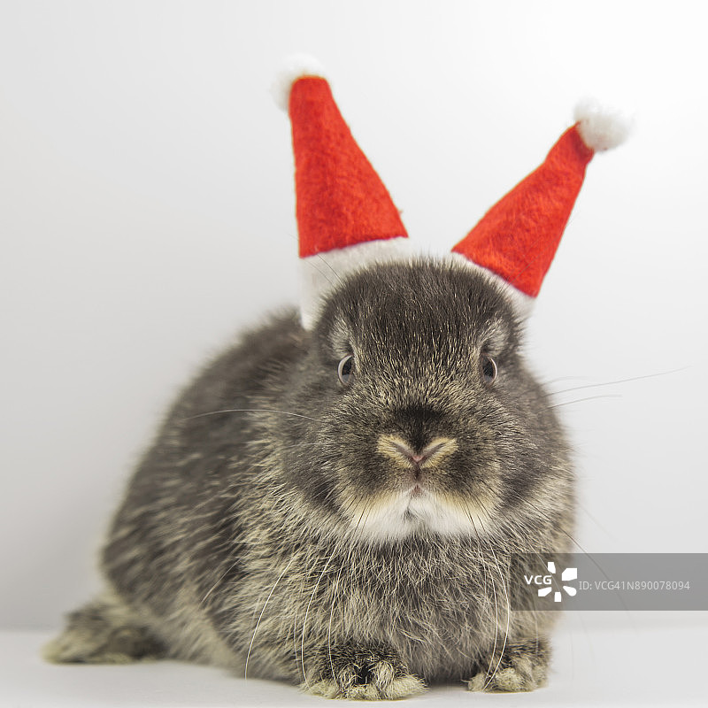 圣诞老人兔子图片素材