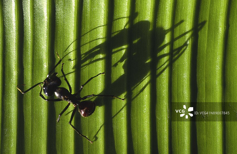 森林蚂蚁的影子图片素材