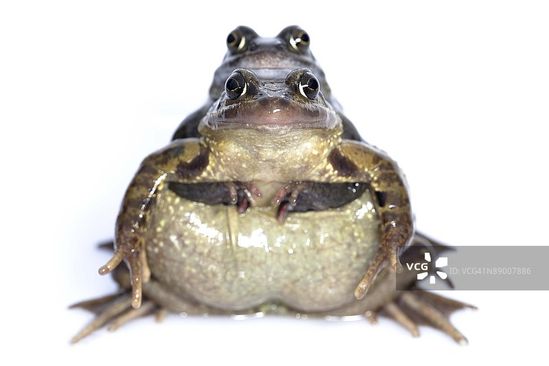 青蛙交配图片素材