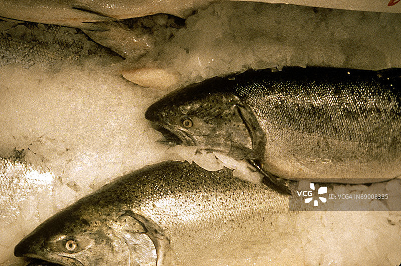 冰上的新鲜三文鱼图片素材