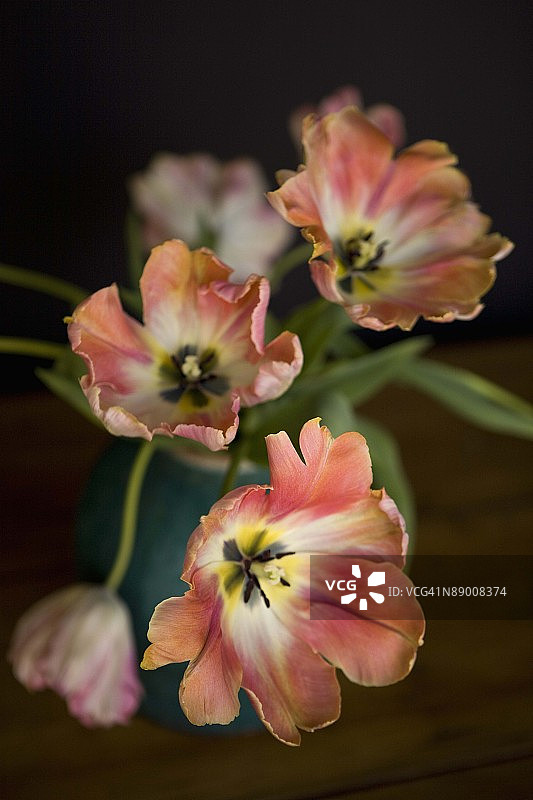 鹦鹉郁金香图片素材