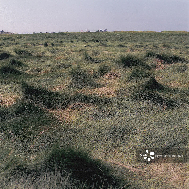 草丛地图片素材