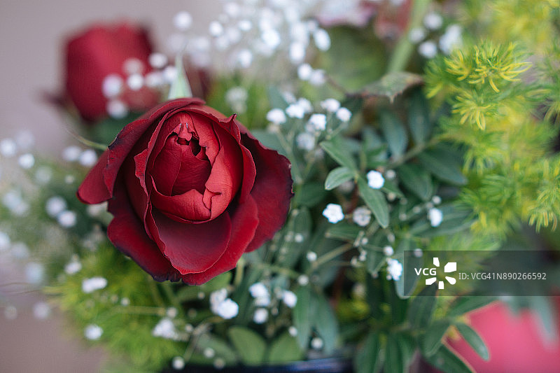 爱的玫瑰图片素材