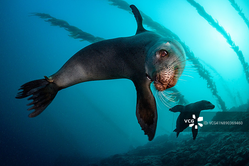 加州海狮图片素材