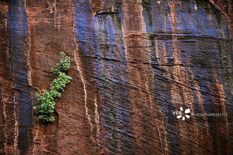 锡安国家公园峡谷墙壁上的沙漠漆图片素材