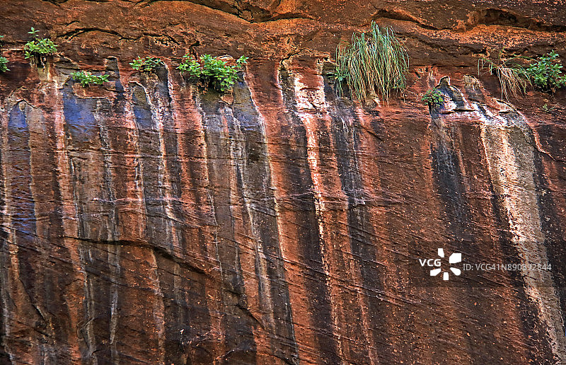 锡安国家公园峡谷墙壁上的沙漠漆图片素材