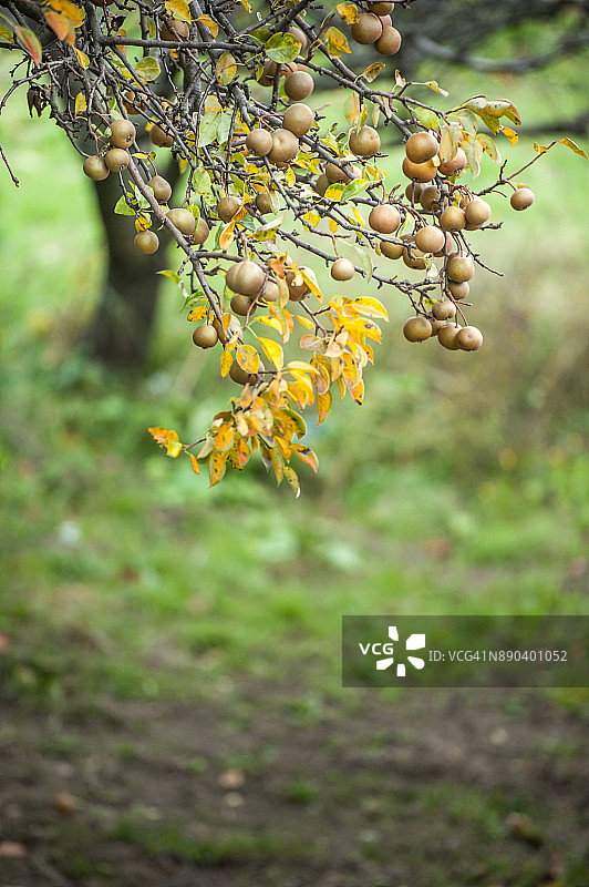 树上的皮图拉克梨图片素材