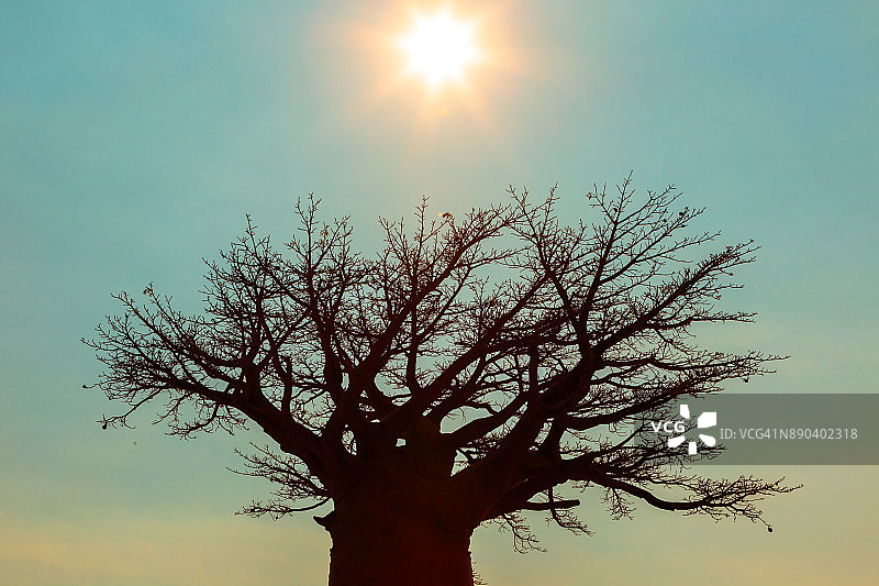 神圣的猴面包树图片素材