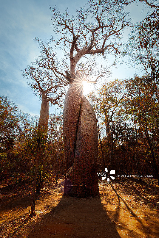 扭曲的猴面包树图片素材