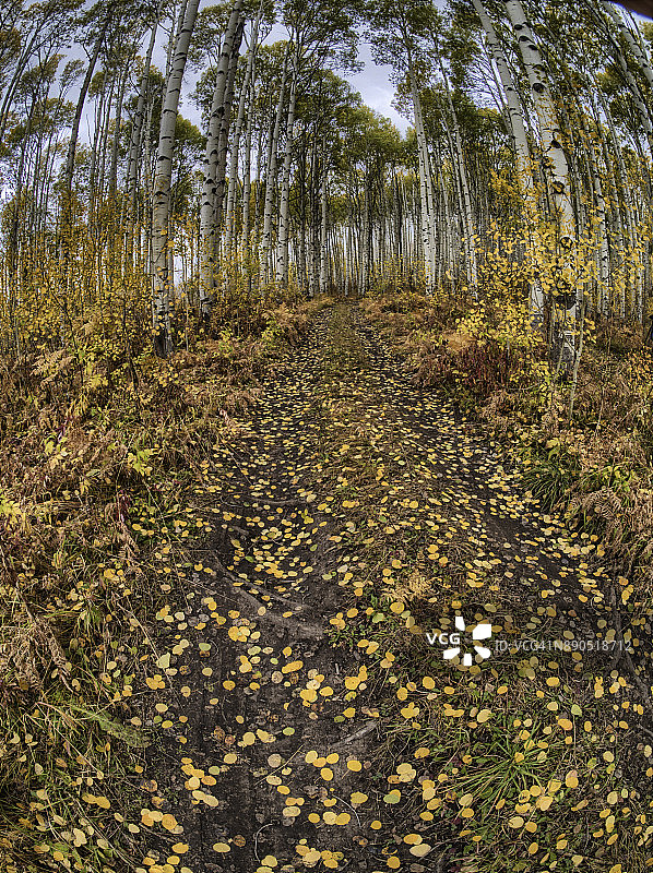 穿过秋季白杨林的小路图片素材