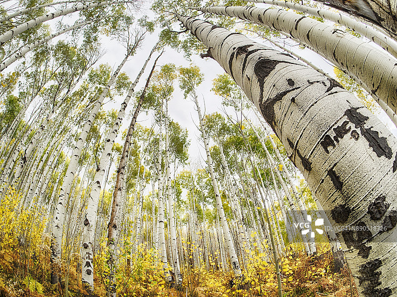 色彩鲜艳的秋季白杨树图片素材