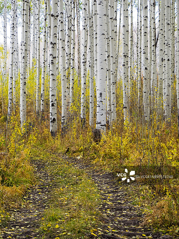 穿过秋季白杨林的小路图片素材
