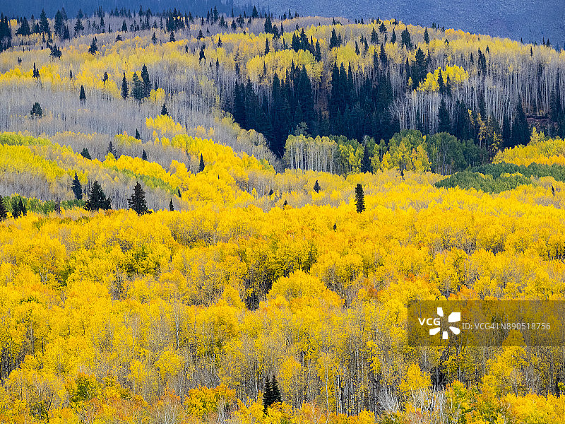 秋天的山杨树，克雷斯特德比特西部的凯布勒山口图片素材