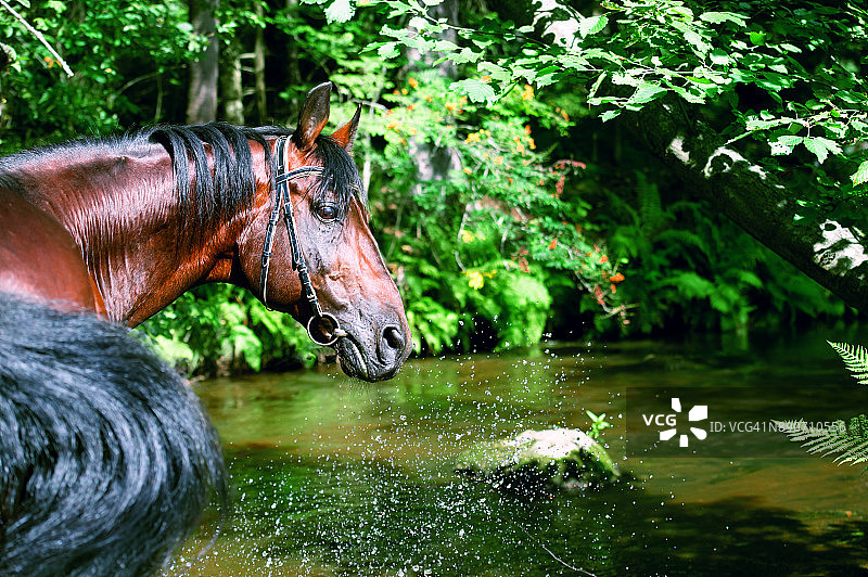 河流中的枣红色马图片素材