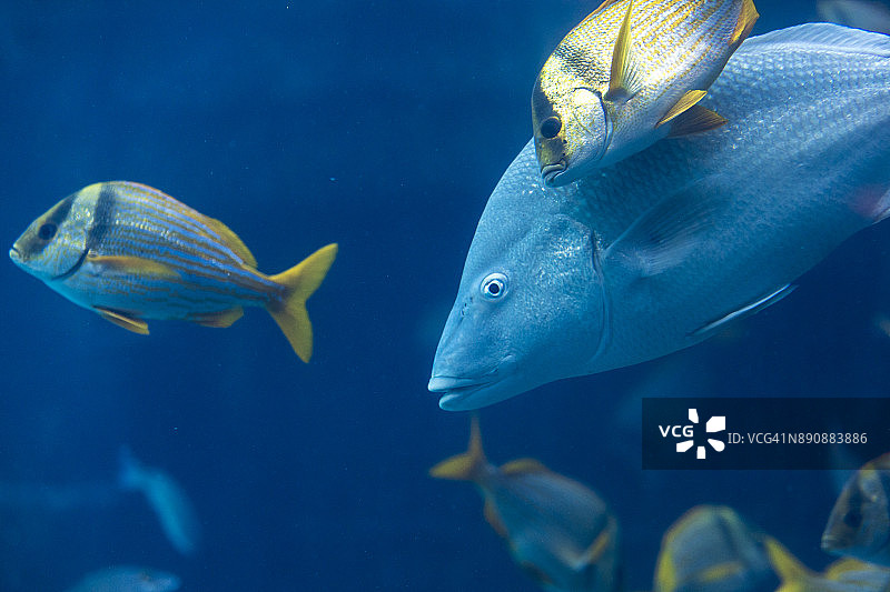 隆头鱼在巴哈马群岛的石鲈中游动图片素材