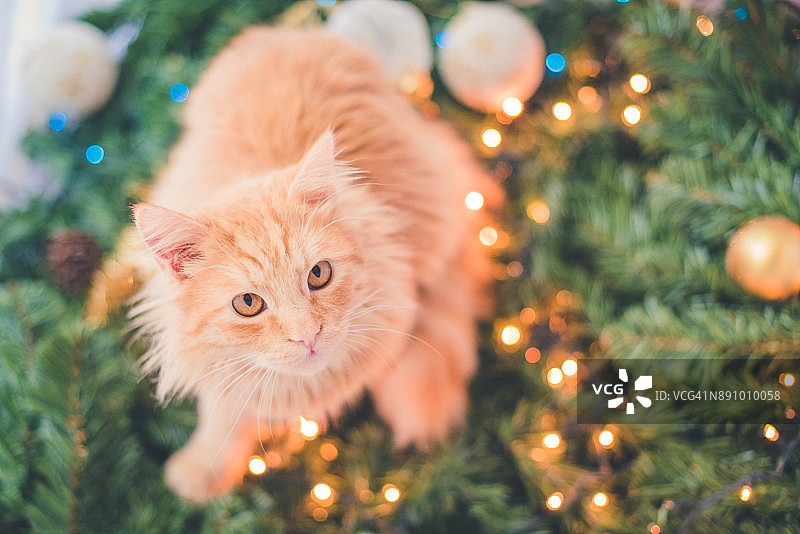 玩耍圣诞灯的小猫图片素材