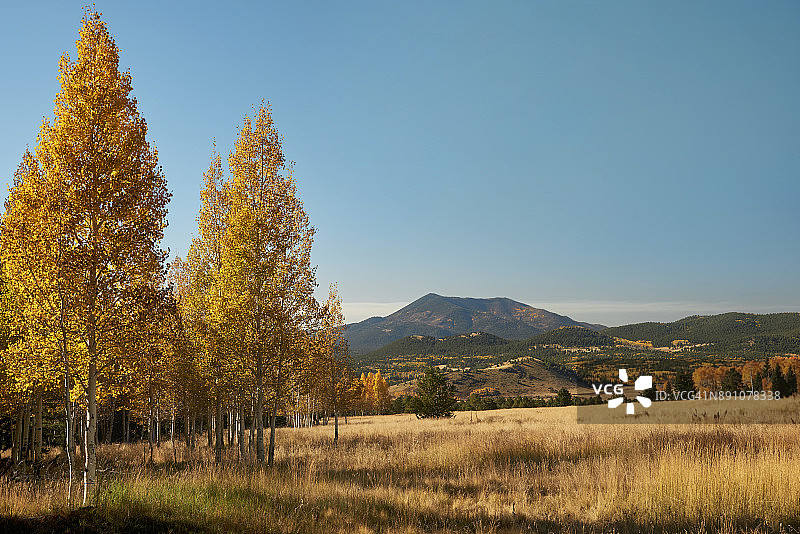 弗拉格斯塔夫的秋季白杨树图片素材