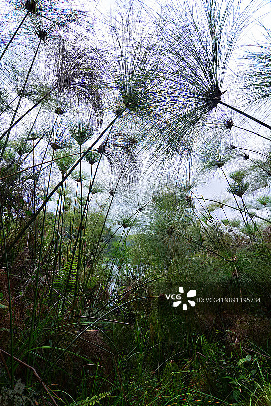 基亚宁加湖周围的沼泽植被图片素材