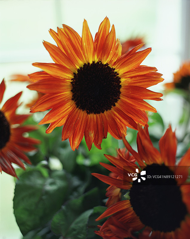 向日葵图片素材