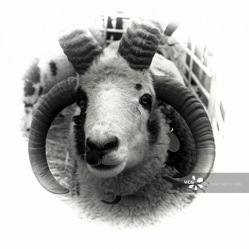 雅各布绵羊图片素材