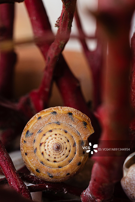 印度洋芋螺贝壳特写图片素材
