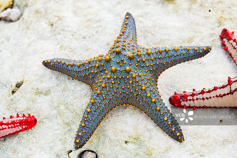 色彩鲜艳的蓝色和黄色海星，位于桑给巴尔岛的自然栖息地图片素材