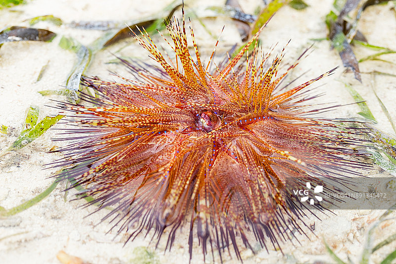 印度洋中带有蓝色圆点的橙色海胆或红色海胆图片素材