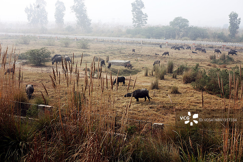 吃草的动物图片素材