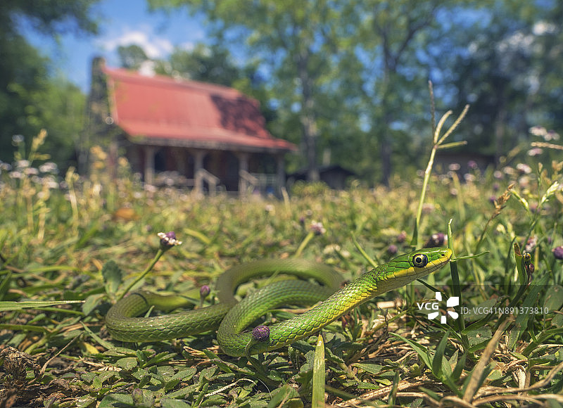 一条漂亮的绿色小蛇在乡村小木屋前的草坪上移动图片素材
