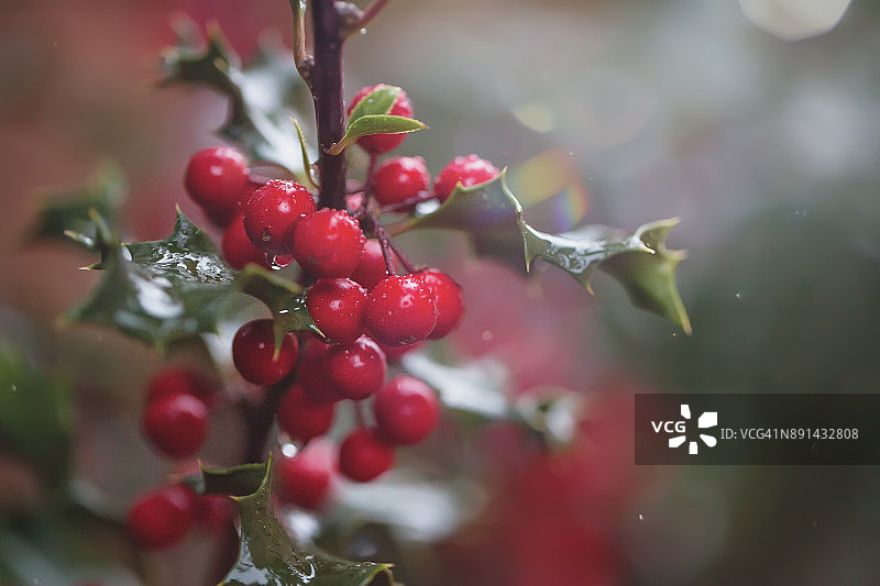 雨中的冬青图片素材