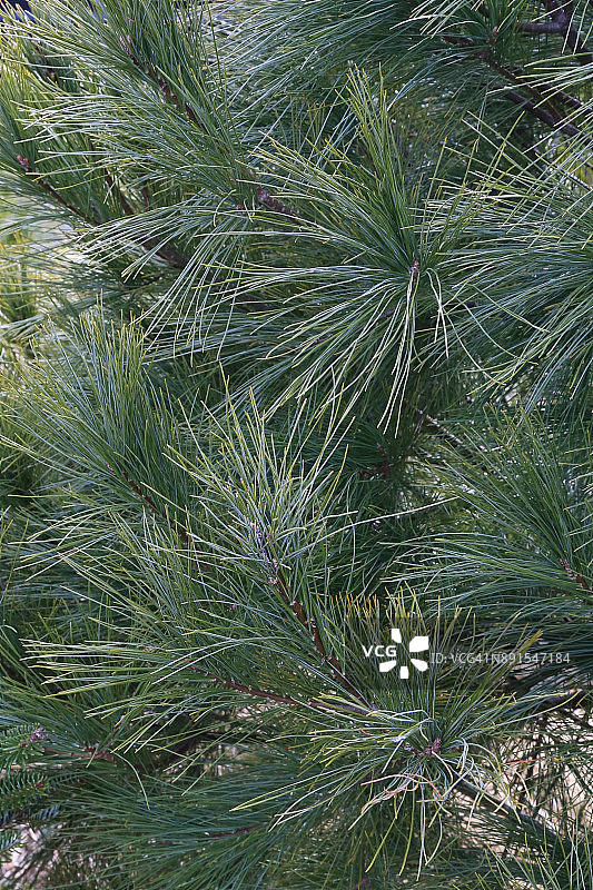 北美乔松全画幅特写图片素材