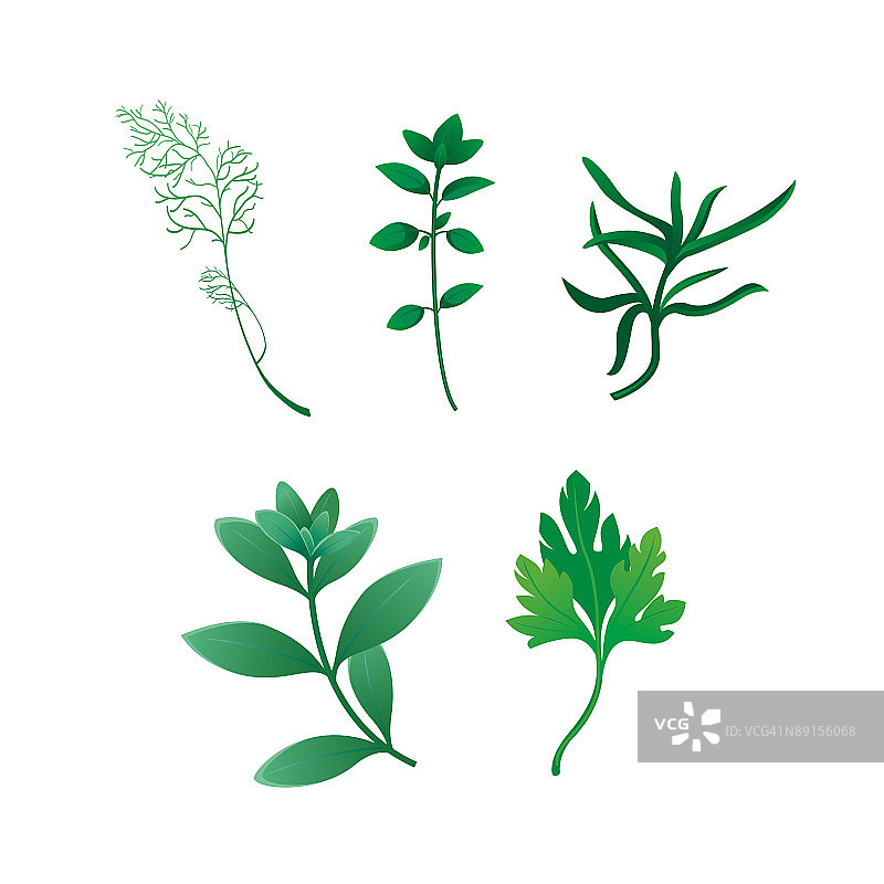 草本植物图片素材