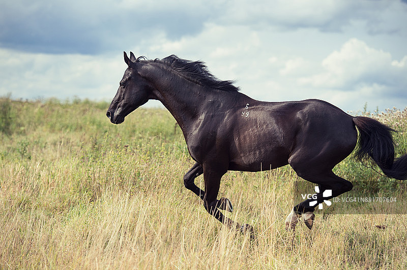 在田野里奔跑的黑色运动型种马图片素材