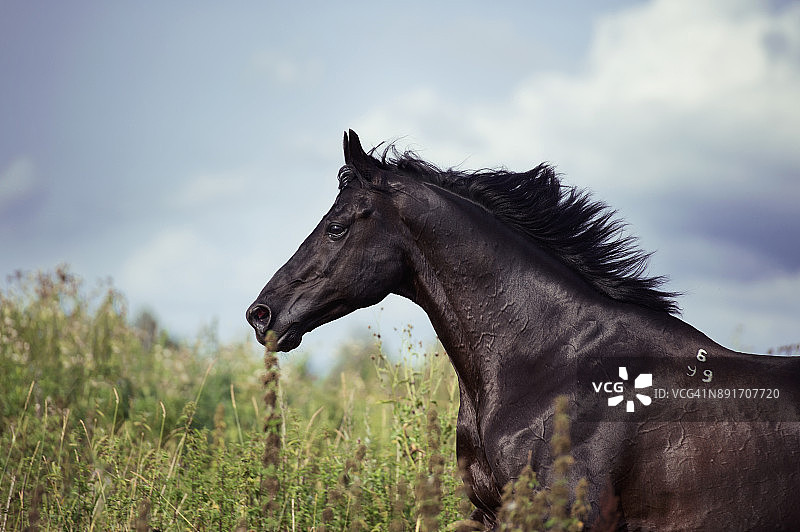 在田野里奔跑的黑色运动型种马图片素材