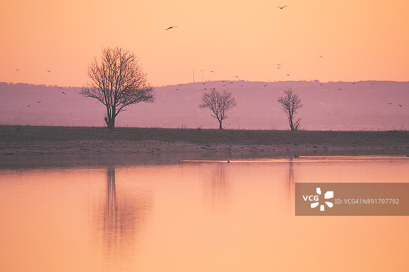 清晨的三棵树图片素材