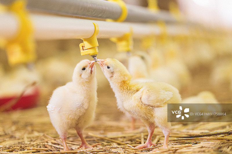 农场里的小鸡图片素材