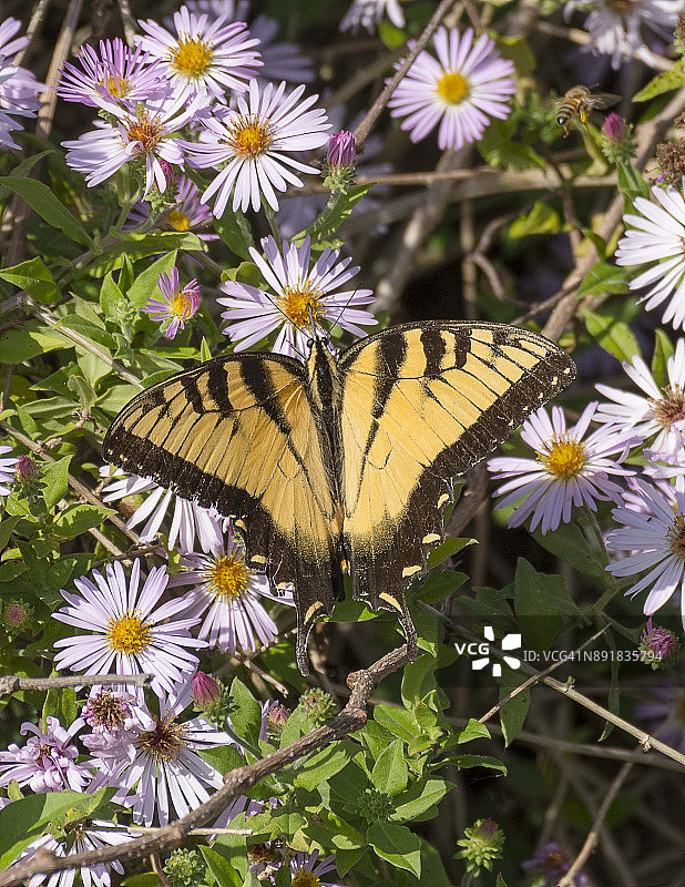 虎凤蝶图片素材