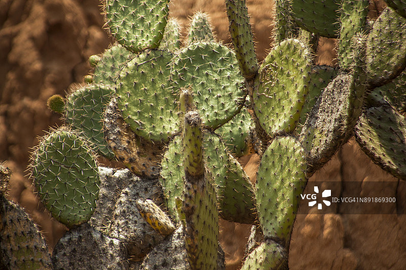 仙人掌或诺帕尔斯在槽峡谷的特拉斯科图片素材