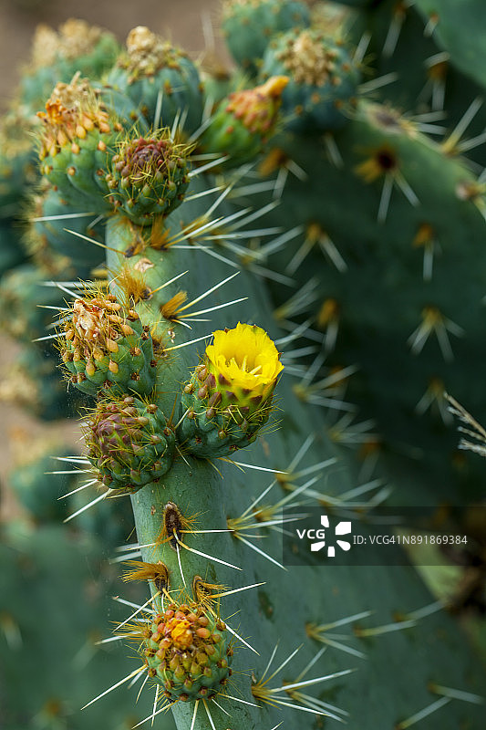 仙人掌或诺帕尔斯在槽峡谷的特拉斯科图片素材