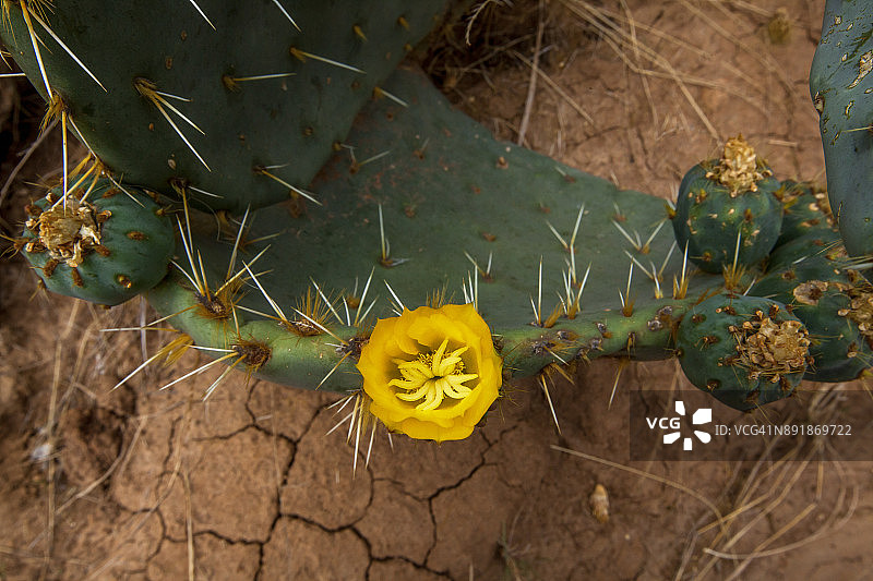 仙人掌或诺帕尔斯在槽峡谷的特拉斯科图片素材