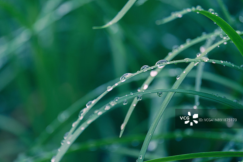 春季或夏季抽象场景：绿草上带水滴的自然背景微距拍摄图片素材