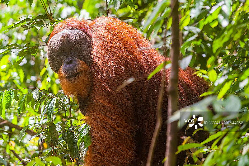 印尼苏门答腊武吉拉旺国家公园的野生猩猩图片素材