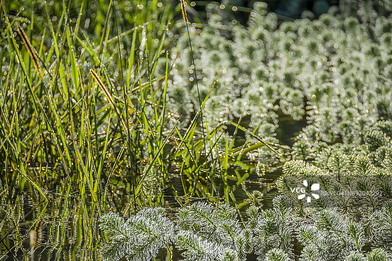 花朵浸没-水蕴草图片素材