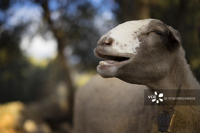 母羊的呼唤图片素材