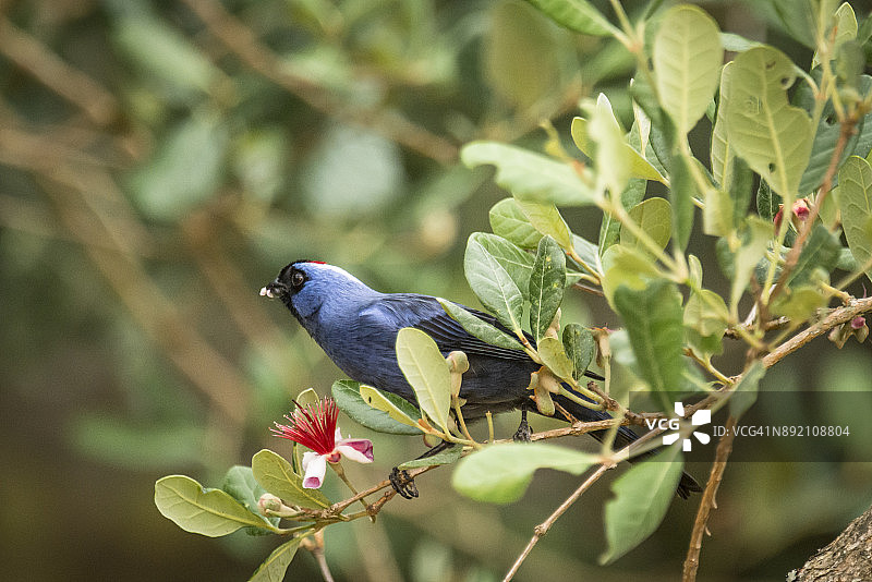 戴胜绿咬鹃图片素材