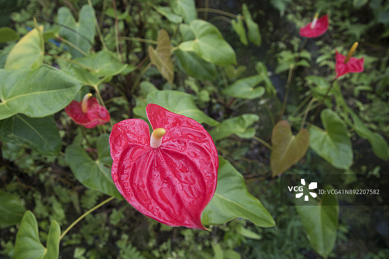花烛属植物图片素材